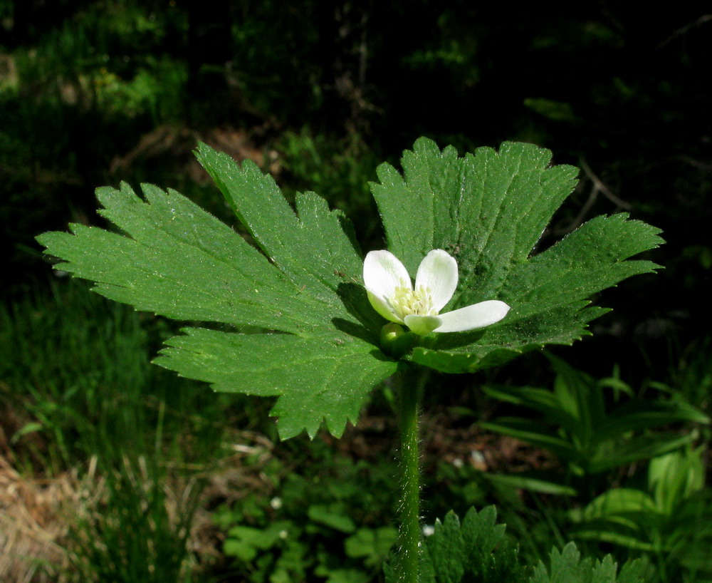 Изображение особи Anemone baicalensis ssp. kebeshensis.