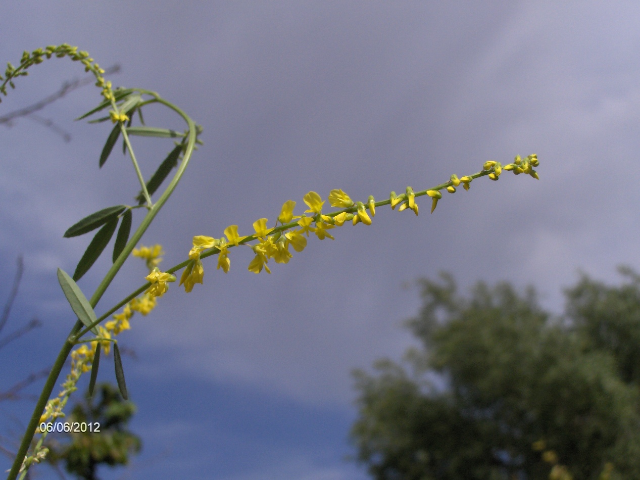 Изображение особи род Melilotus.