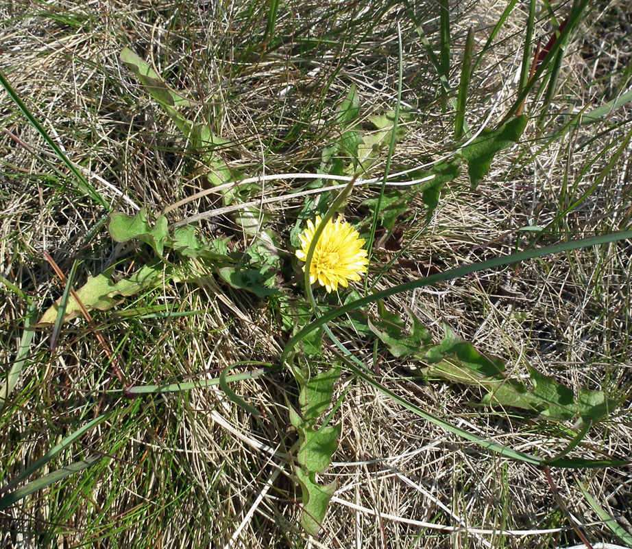 Image of genus Taraxacum specimen.