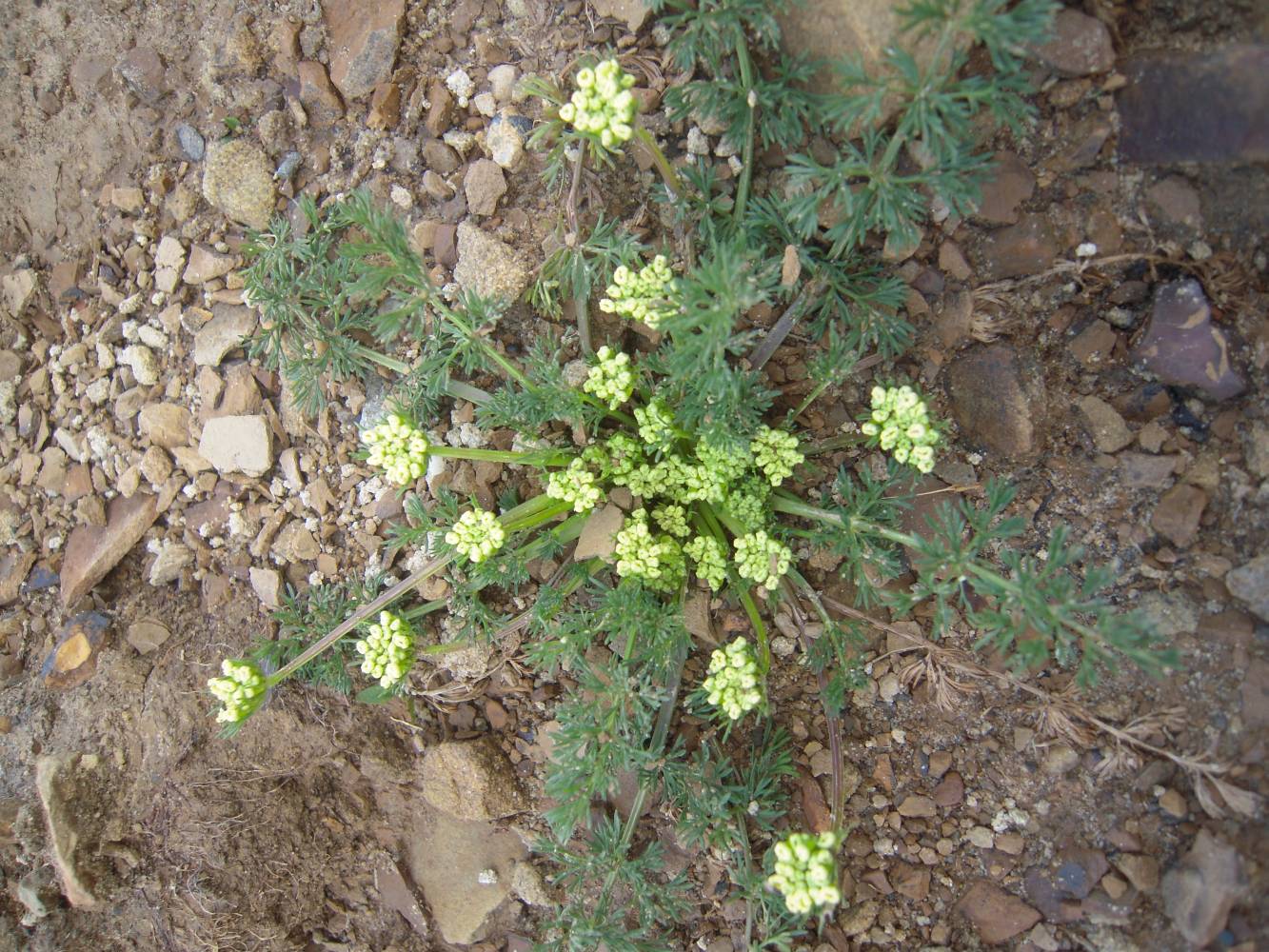 Image of Chamaesciadium acaule specimen.