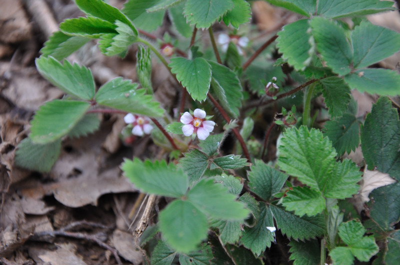 Изображение особи Potentilla micrantha.