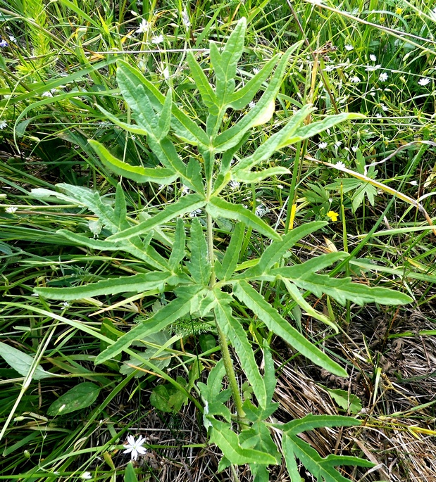 Изображение особи Heracleum sibiricum.