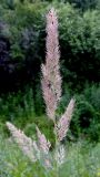 Calamagrostis extremiorientalis