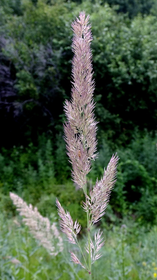 Изображение особи Calamagrostis extremiorientalis.