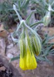 Onosma polyphylla