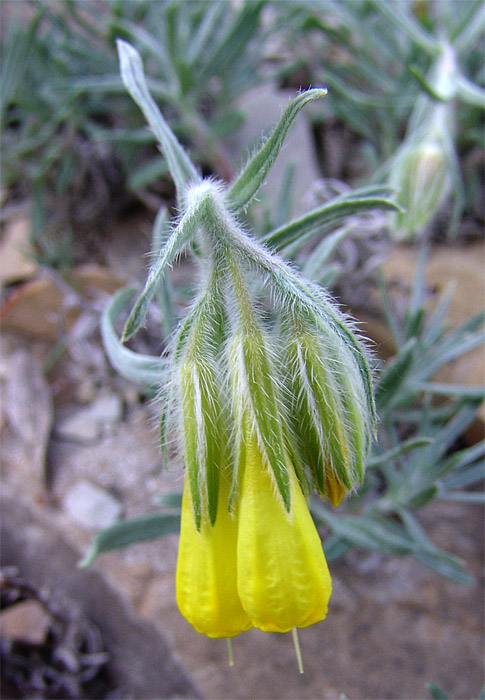 Изображение особи Onosma polyphylla.