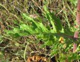 Senecio jacobaea