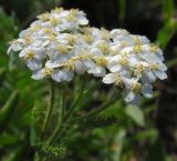 Achillea collina. Соцветие. Татарстан, г. Бавлы, сухой луг. 15.07.2012.