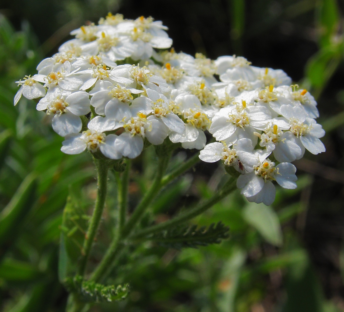 Image of Achillea collina specimen.