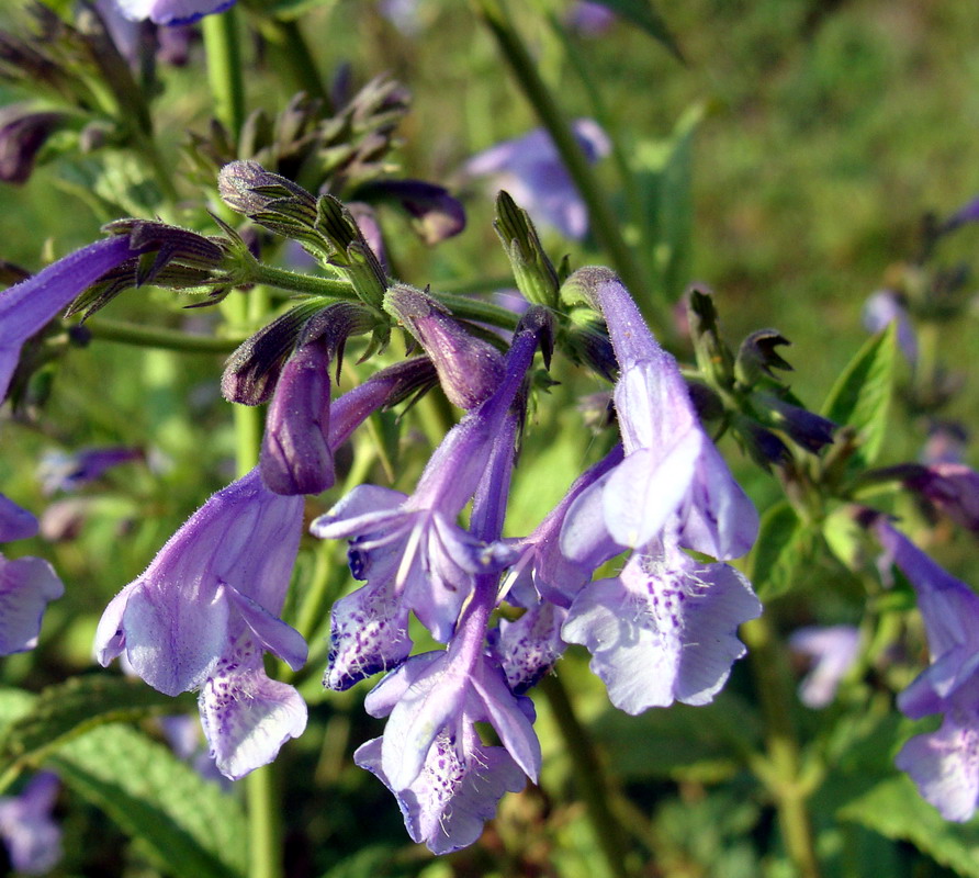 Image of Nepeta sibirica specimen.