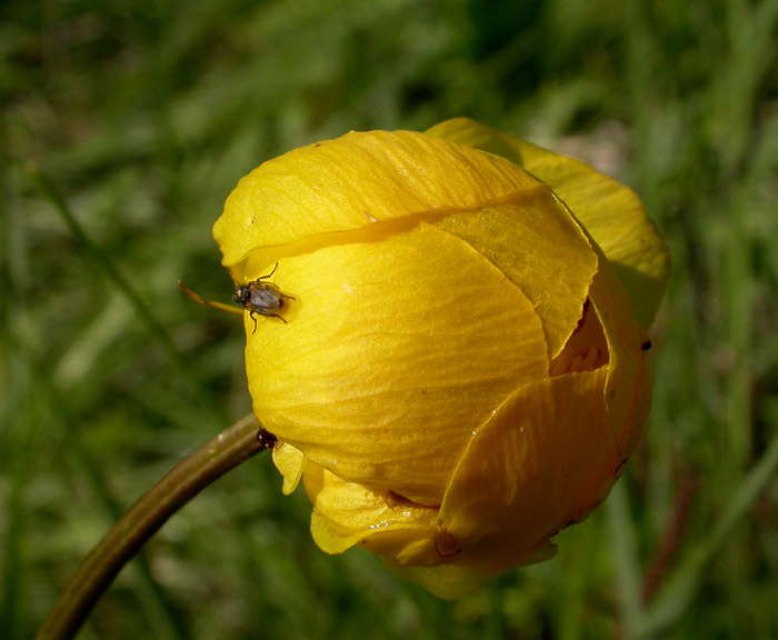 Изображение особи Trollius europaeus.