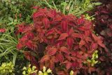 Coleus scutellarioides