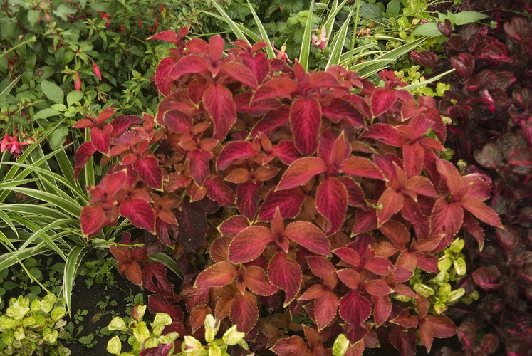 Image of Coleus scutellarioides specimen.