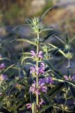 Phlomis regelii. Верхушка растения с соцветиями. Южный Казахстан, нижний Боролдай, 2 км выше пос. Коктюбе. 31.05.2012.