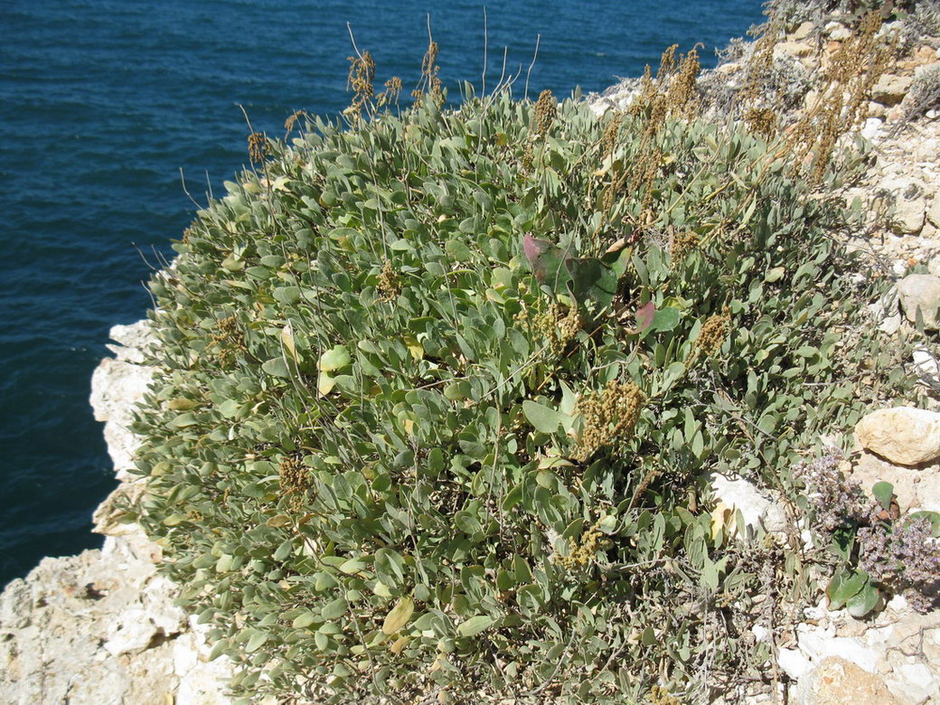 Image of Halimione verrucifera specimen.