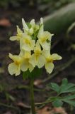 Corydalis bracteata