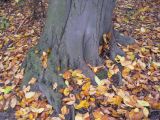 Fagus &times; taurica