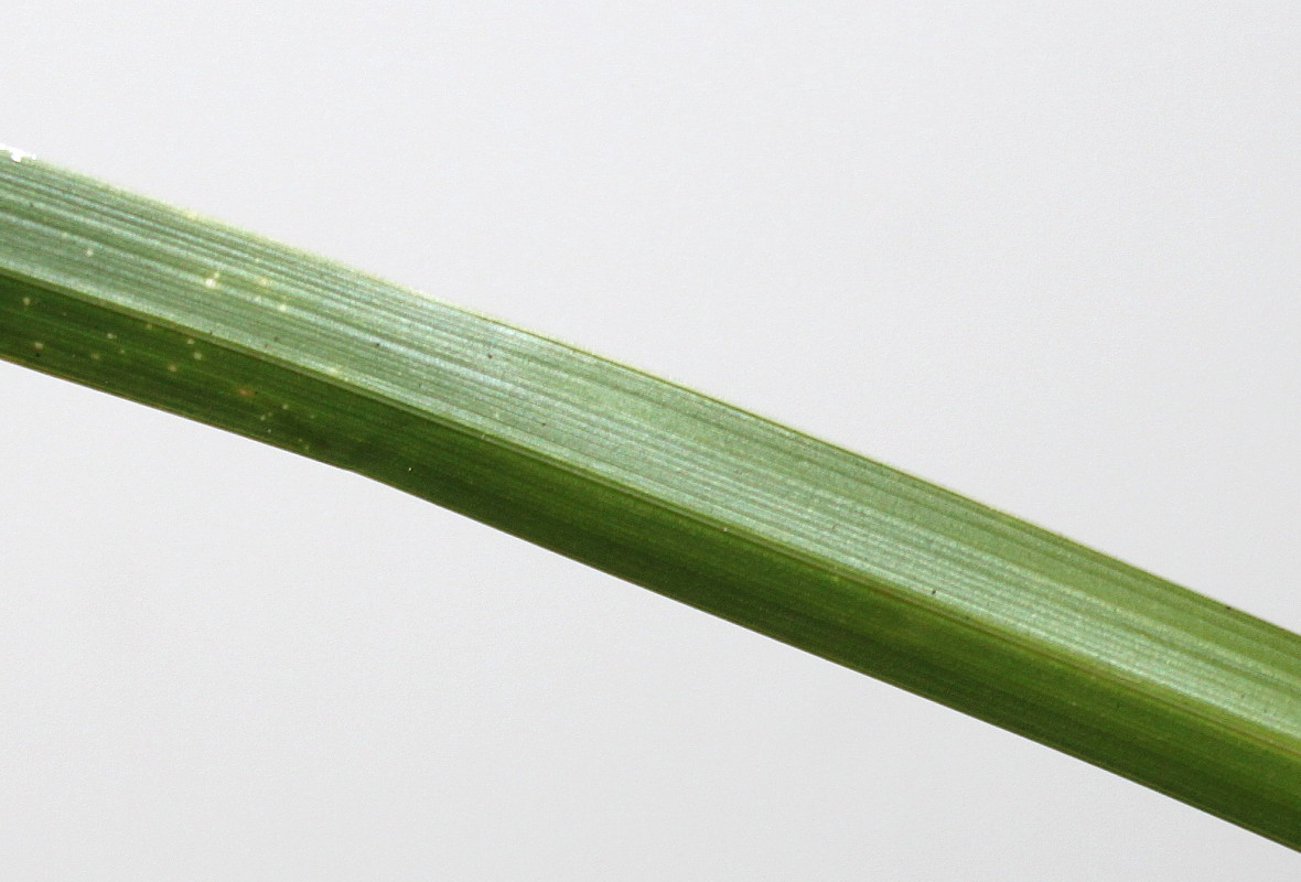 Image of Carex morrowii specimen.