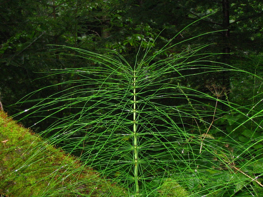 Изображение особи Equisetum telmateia.