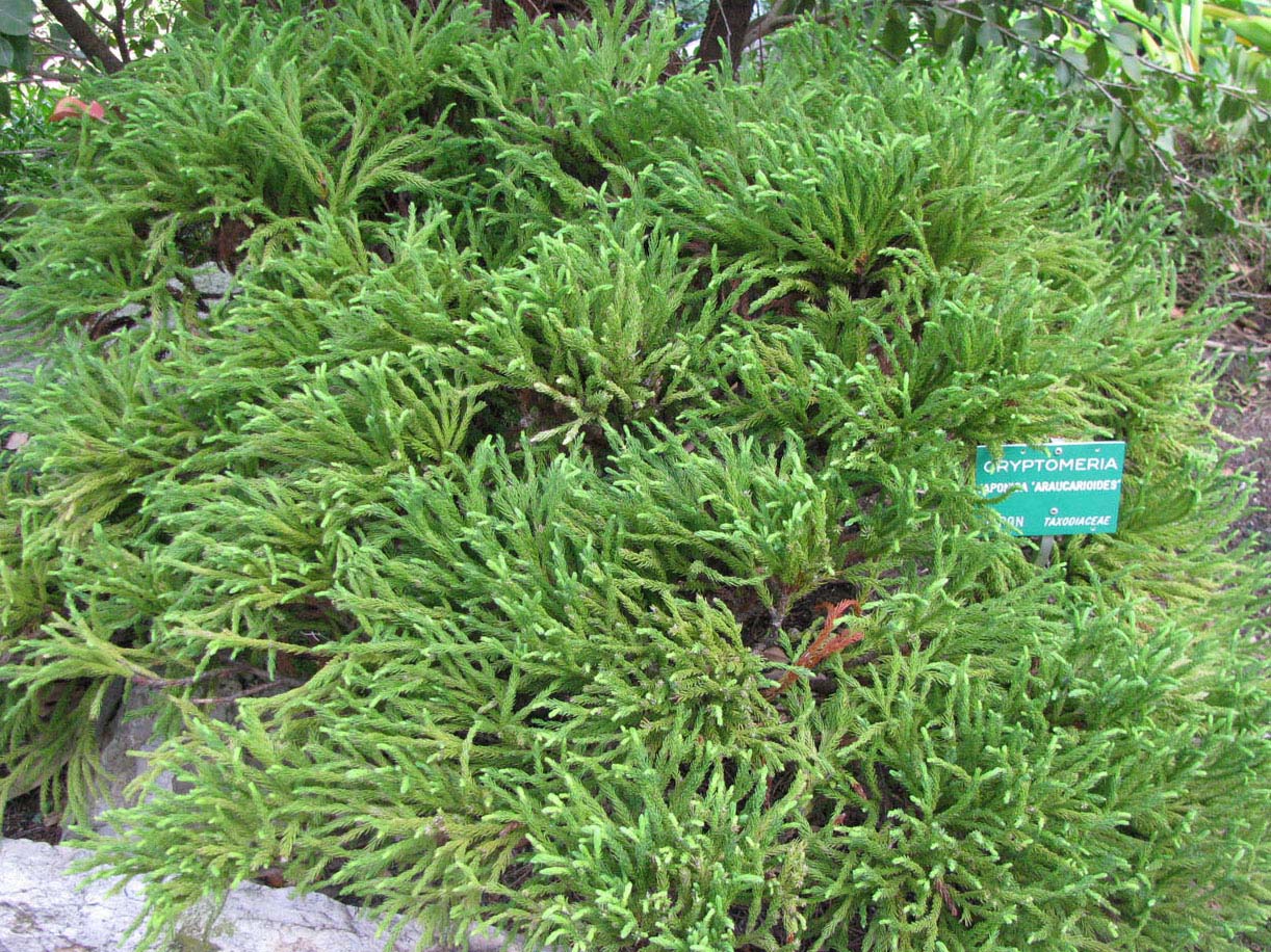 Image of Cryptomeria japonica specimen.