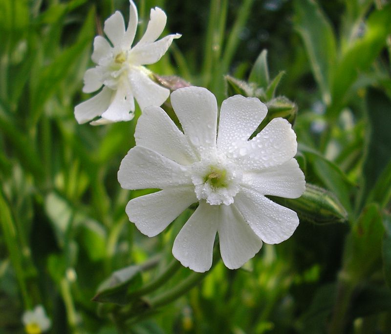 Image of Melandrium album specimen.