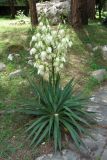 Yucca gloriosa. Цветущее растение. Абхазия, Гагрский р-н, г. Пицунда, 10.06.2012.