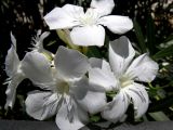 Nerium oleander. Цветки. Испания, автономное сообщество Андалусия, провинция Севилья, комарка Большая Севилья, г. Севилья, берег р. Гвадалквивир. 14.07.2012.