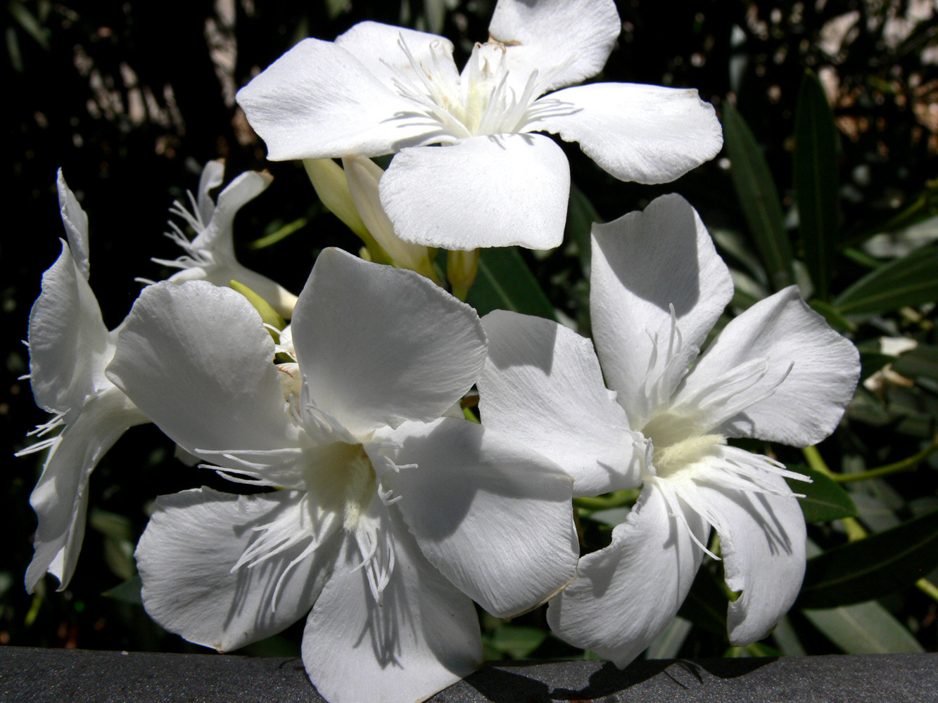 Image of Nerium oleander specimen.