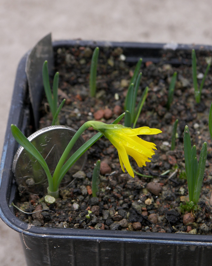 Image of Narcissus pseudonarcissus ssp. minor specimen.