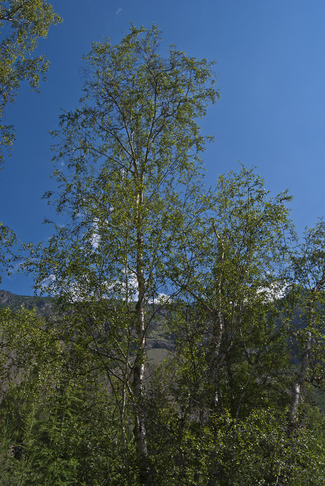 Image of Betula microphylla specimen.