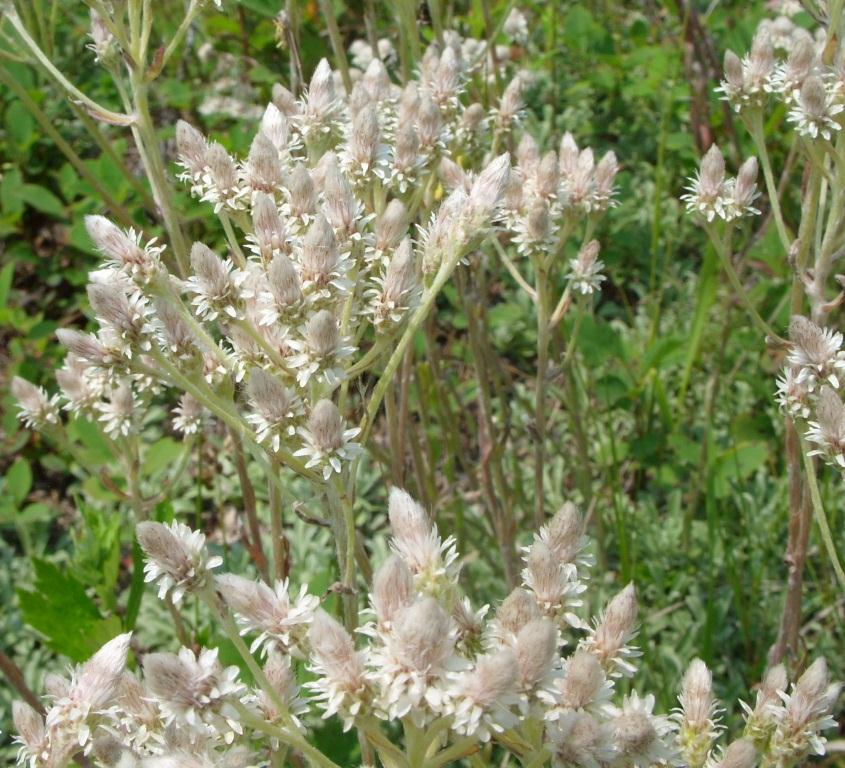 Изображение особи Antennaria dioica.