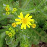 Senecio vernalis. Соцветия. Ростовская обл., Неклиновский р-н, Лакедемоновское с/п, Беглицкая коса. 21.04.2013.