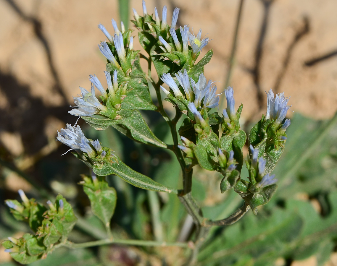 Изображение особи Limonium lobatum.