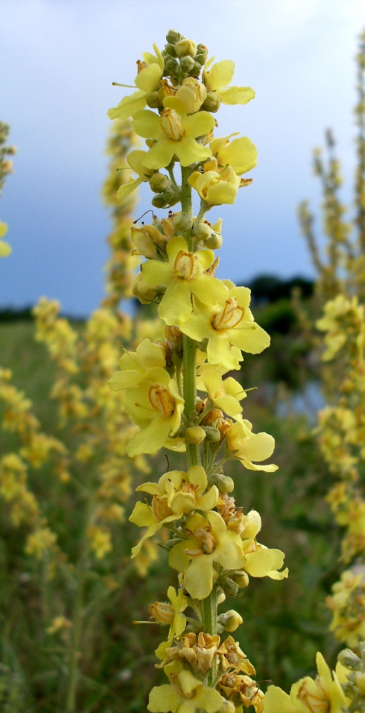 Изображение особи Verbascum lychnitis.