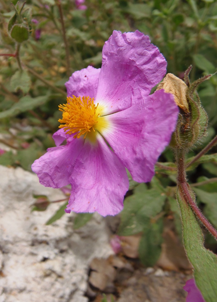 Изображение особи Cistus tauricus.