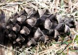Pinus contorta. Прошлогодняя опавшая шишка. Ставропольский край, г. Кисловодск, Курортный парк верхний, посадки на пологом склоне. 27.03.2013.
