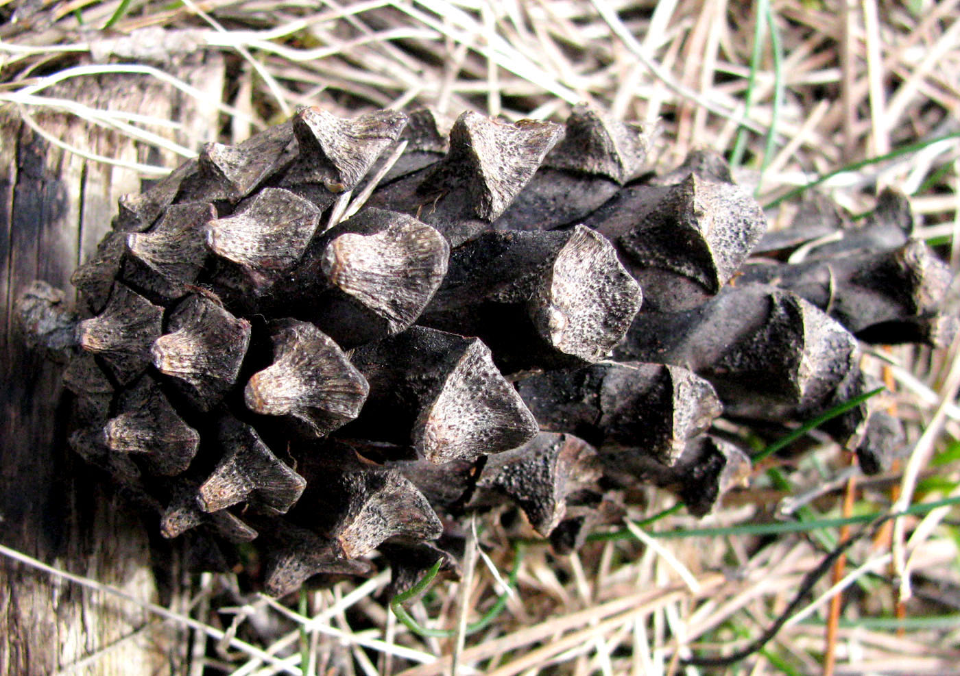 Image of Pinus contorta specimen.