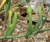 Oberna crispata. Средняя часть стебля. Крым, окр. пос. Никита, Никитская расселина. 24.05.2013.