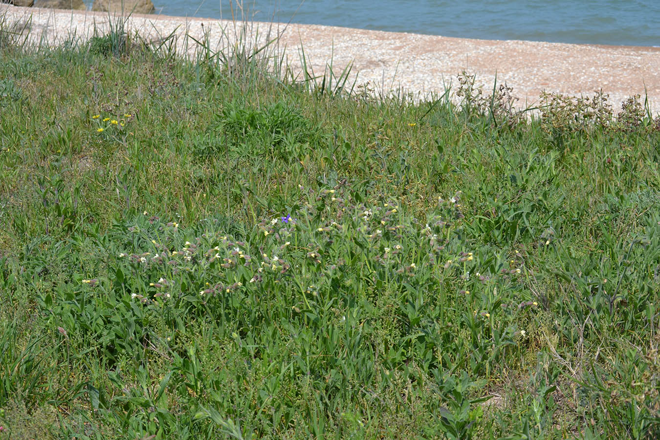 Image of Melandrium latifolium specimen.
