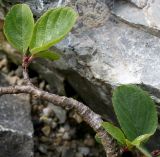 Rhamnus pumila