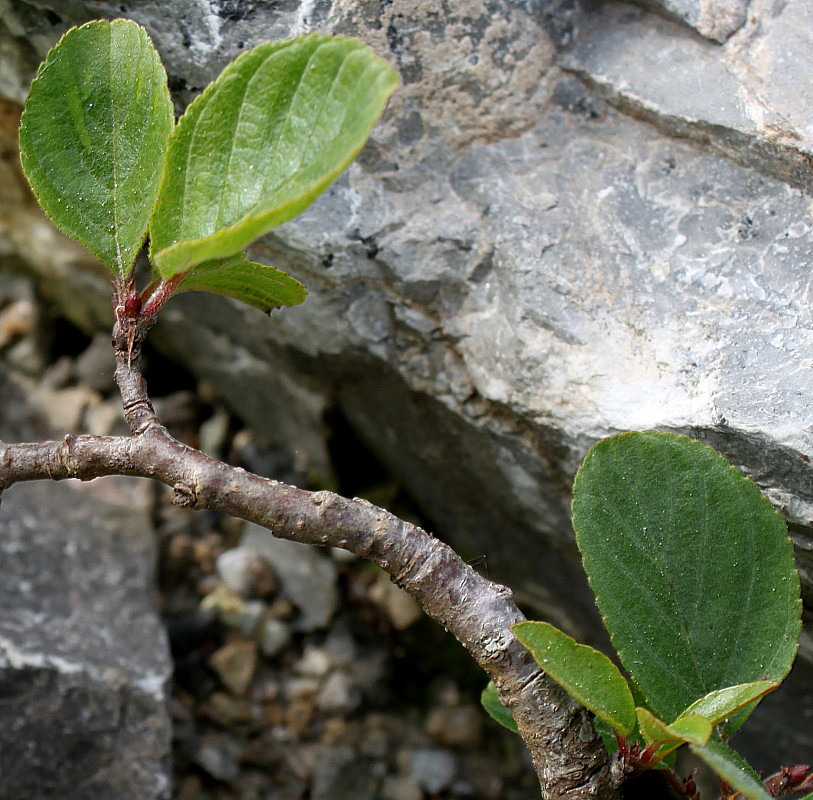 Изображение особи Rhamnus pumila.