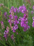Polygala major