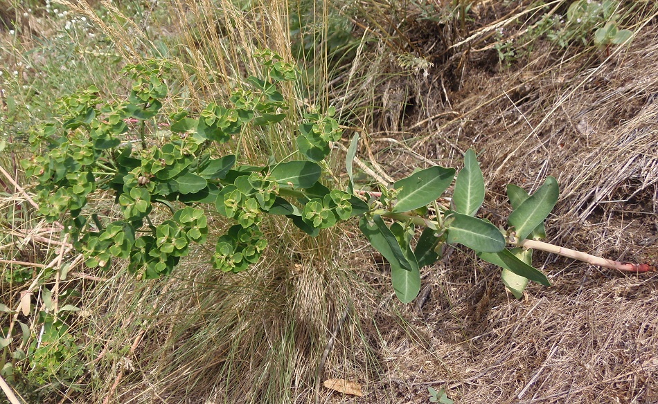 Изображение особи Euphorbia palustris.