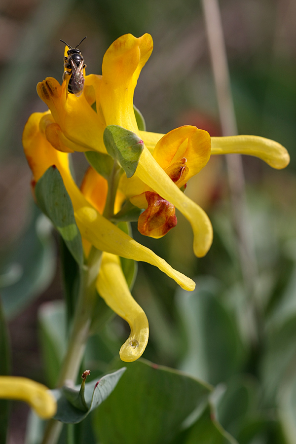 Изображение особи Corydalis sewerzowii.