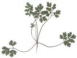 Anthriscus sylvestris