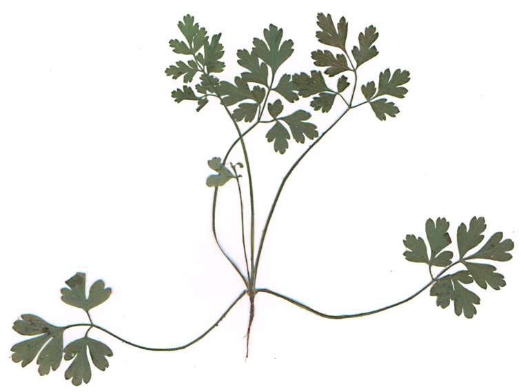 Изображение особи Anthriscus sylvestris.