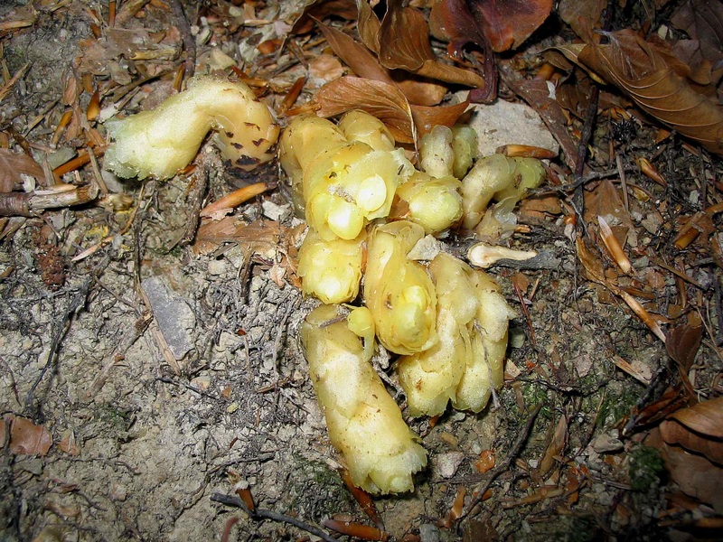 Image of Hypopitys monotropa specimen.