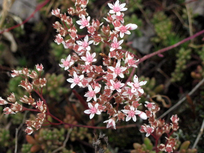 Изображение особи Sedum album.