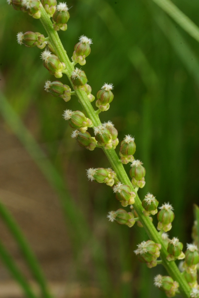 Image of Triglochin asiatica specimen.