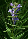 Scutellaria hastifolia